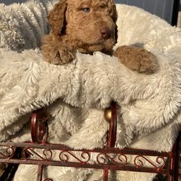Goldendoodle Puppies from Golden Paws Farm