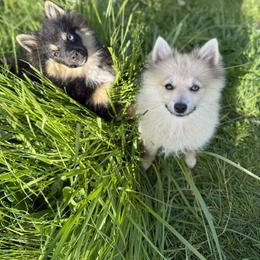 Pomeranian and Pomsky Puppies from Cherrywell Carnivora