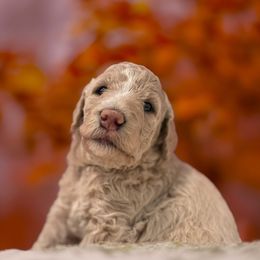 Mary - Cream female Goldendoodle puppy in Indiana, Pennsylvania from Kathy's Doodles