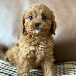 Winnie - Red female Cavapoo puppy in Bozrah, Connecticut from Cedar Creek Farm