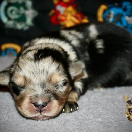 Annie - Blue merle female Miniature Australian Shepherd puppy in El Dorado Springs, Missouri from HP Aussie Kennels
