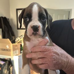 Boy 3 - male Boxer puppy in Madison, Georgia from Mary Moon