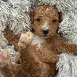 Edward - Apricot male Goldendoodle puppy in Hayden, Alabama from Agape Southern Farms