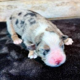 Winnie - Blue merle female Miniature Australian Shepherd puppy in Midway, Texas from L Bar W Aussie Ranch