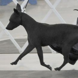 American Hairless Terriers from Strider’s American Hairless Terriers