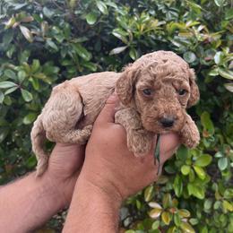 Peep - Red  female Goldendoodle puppy in Calera, Alabama from Red Mountain Minis