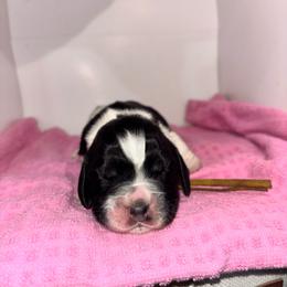 Yellow - Black white and tan female English Springer Spaniel puppy in Lincoln, Texas from LeeCo. Springers