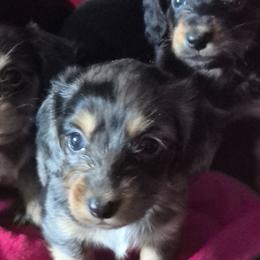 Jasmine - Dapple female Dachshund puppy in Wakeman, Ohio from Angie's Adorable Dachshunds