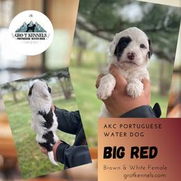 Big Red - Brown and white female Portuguese Water Dog puppy in Weston, Idaho from Gro-T Kennels