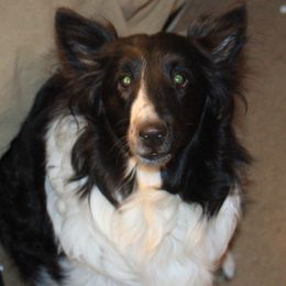 Yennifer - Shetland Sheepdog