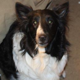 Yennifer - Shetland Sheepdog