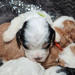 Clove - Black and white female Bernedoodle puppy in Granton, Wisconsin from Rose River Farms