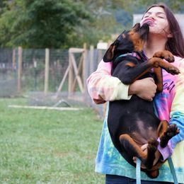 Rottweiler Puppies from Mountain High Kennels