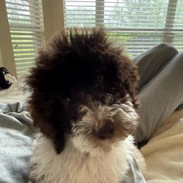 Mr. Truffles - Parti male Poodle puppy in Midlothian, Texas from Pristine Puppies & Signature Studs