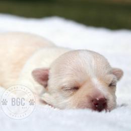 Paige - Cream and white female Chihuahua puppy in Forsyth, Georgia from Brooks Grove Canines LLC