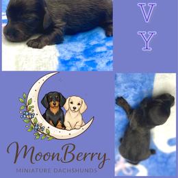 Ivy Blue-Tan - Blue and tan female Dachshund puppy in Tecumseh, Oklahoma from MoonBerry Miniature Dachshunds