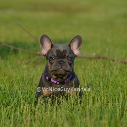 Dough Girl - Tricolors French Bulldog puppy in Rochester, New York from Mr Nice Guy Kennels