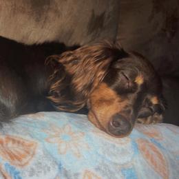 Dachshunds from Shannon Dachshunds