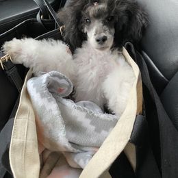 Pomeranian and Poodle Puppies from Sky’s the Limit Cloud K9’s