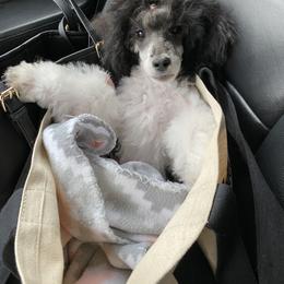 Pomeranian and Poodle Puppies from Sky’s the Limit Cloud K9’s