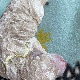 Girl 3 - Goldendoodle puppy in Beggs, Oklahoma from Meyers Doodles