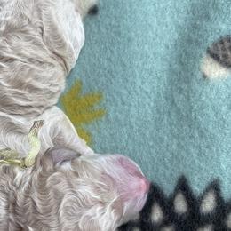 Girl 3 - Goldendoodle puppy in Beggs, Oklahoma from Meyers Doodles