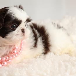 Majesty's Shih Tzu Gia - Liver and white female Shih Tzu puppy in Douglas, Massachusetts from Majesty’s Shih Tzus