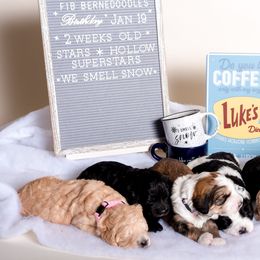 Bernedoodle Puppies from Sugarcreek Haven Bernedoodles