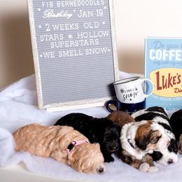 Bernedoodle Puppies from Sugarcreek Haven Bernedoodles