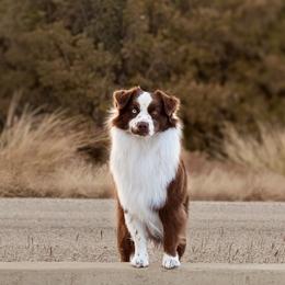 Doc - Australian Shepherd