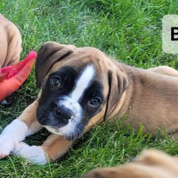 Boy 2 - Fawn male Boxer puppy in Cheney, Washington from Royal Dream Boxers