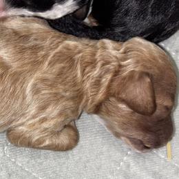 Cavapoo Puppies from Duryea Cavapoos