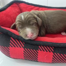 Java - Chocolate male Australian Labradoodle puppy in Orange, California from Little Kingdom Doodles