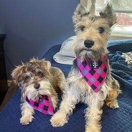 Miniature Schnauzers from Schnauzy Pawz