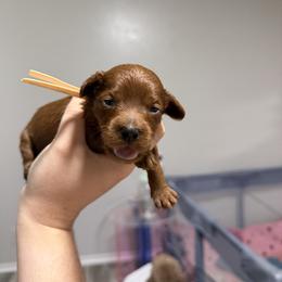 Squirt - Red male Cavapoo puppy in Fort Worth, Texas from Aloha Paradise Poodles LLC