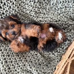 P e t e r - Tri-color male Yorkipoo puppy in Hooper, Utah from Anchor Dogs