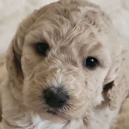Goldendoodle Puppies from Americana Paws