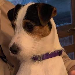 Parson Russell Terriers from HeartSongs Haven/Northeast Division