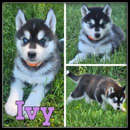 Ivy - Black and white female Siberian Husky puppy in Merrill, Michigan from Haase Family Kennels
