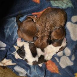 Miss Strawberry - Red and white female Shih Tzu puppy in Cartersville, Georgia from Autumn Breeze Shih Tzus and Friends