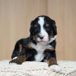 Tucker - Tri-color male Bernedoodle puppy in Spokane, Washington from Lilac City Doodles