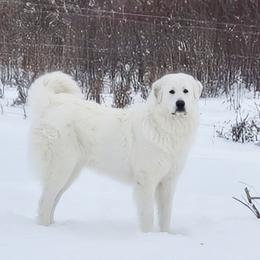 Nellie - Great Pyrenees