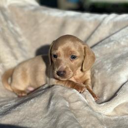 John - Red male Dachshund puppy in Palo Cedro, California from RK Doxies