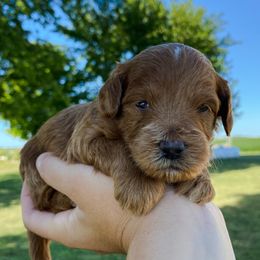 Goldendoodle Puppies from J&J Doodles