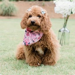 Layla - Goldendoodle