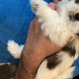 Shih Tzu Puppies from GiGi’s Little Tzu