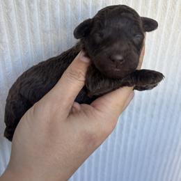 Chocolate - Brown and white male Aussiedoodle puppy in Weeki Wachee, Florida from Pawprint Dreams Boarding and Kennel