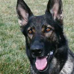 Covet (or Cookie) - German Shepherd