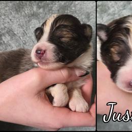 Justice - Sable and white male Shetland Sheepdog puppy in Lebanon, Tennessee from Henotic Homestead's Shetland Sheepdogs