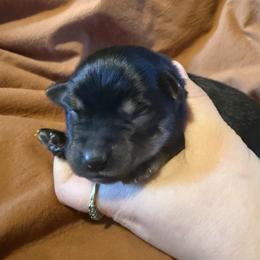Evey - Black tri female Toy Australian Shepherd puppy in Medical Lake, Washington from MAS Gone Rogue